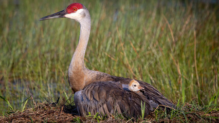 A sandhill crane with its newly hatched colt under its wing