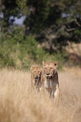 Afrikanischer Löwe / African lion / Panthera leo.