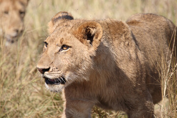 Obraz na płótnie Canvas Afrikanischer Löwe / African lion / Panthera leo..