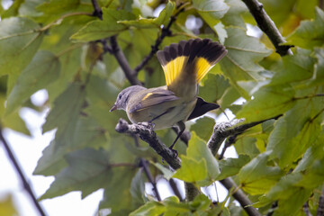 A female american redstart displaying its tail