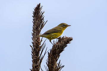 A prairie warbler perch on a stick