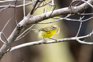 A prairie warbler eating a grub