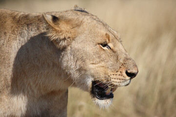 Afrikanischer Löwe / African lion / Panthera leo.
