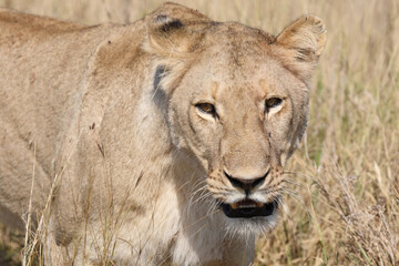 Afrikanischer Löwe / African lion / Panthera leo.