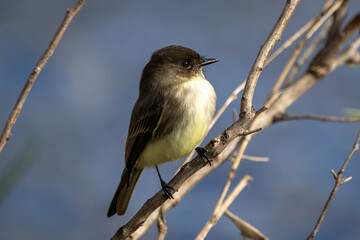 An eastern phoebe perched on a branch