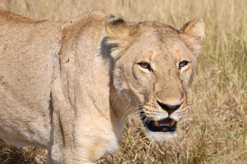 Afrikanischer Löwe / African lion / Panthera leo.