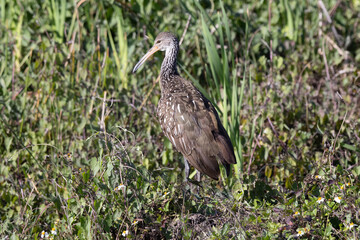 A Limpkin Standing on the Water's Edge