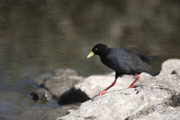 Negerralle / Black crake / Amaurornis flavirostra