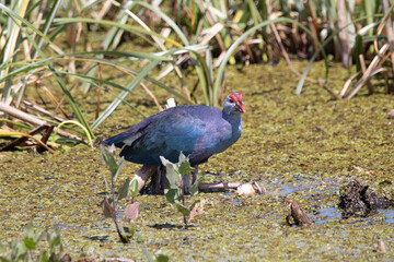 A Grey-headed Swamphen in the Florida Marshes