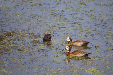 Witwenpfeifgans / White-faced duck / Dendrocygna viduata.