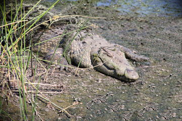 Nilkrokodil / Nile crocodile / Crocodylus niloticus