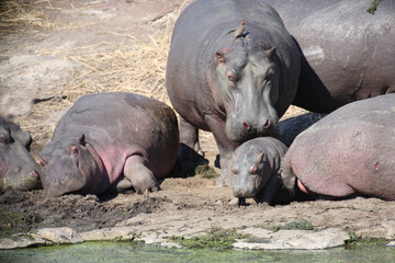 Flußpferd und Rotschnabel-Madenhacker / Hippopotamus and Red-billed oxpecker / Hippopotamus...
