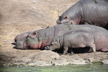 Flußpferd und Rotschnabel-Madenhacker / Hippopotamus and Red-billed oxpecker / Hippopotamus...