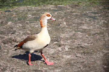 Nilgans / Egyptian goose / Alopochen aegyptiacus