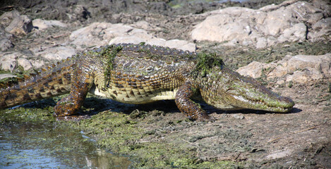 Nilkrokodil / Nile crocodile / Crocodylus niloticus