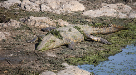 Nilkrokodil / Nile crocodile / Crocodylus niloticus