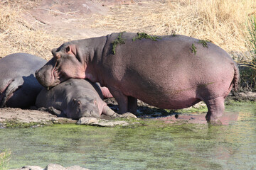 Flußpferd / Hippopotamus / Hippopotamus amphibius