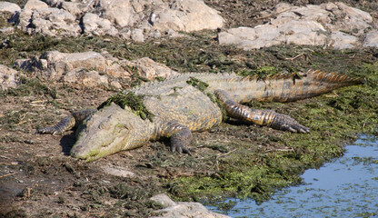 Nilkrokodil / Nile crocodile / Crocodylus niloticus