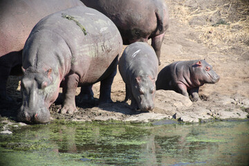 Flußpferd / Hippopotamus / Hippopotamus amphibius.