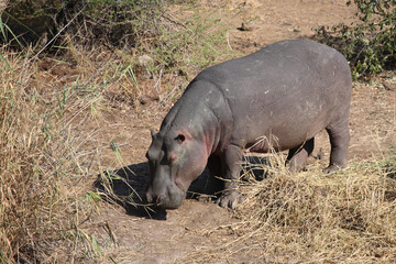 Flußpferd / Hippopotamus / Hippopotamus amphibius