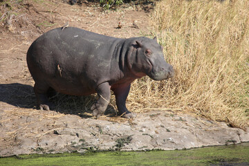 Flußpferd und Rotschnabel-Madenhacker / Hippopotamus and Red-billed oxpecker / Hippopotamus amphibius et Buphagus erythrorhynchus