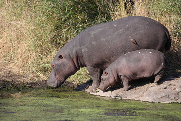 Flußpferd / Hippopotamus / Hippopotamus amphibius.