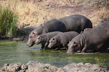 Flußpferd im Sweni River / Hippopotamus in Sweni River / Hippopotamus amphibius.