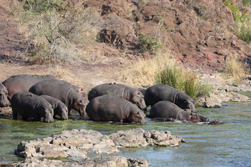 Naklejka na ściany i meble Flußpferd im Sweni River / Hippopotamus in Sweni River / Hippopotamus amphibius.