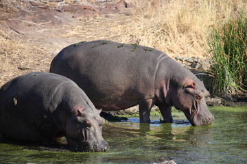 Flußpferd im Sweni River / Hippopotamus in Sweni River / Hippopotamus amphibius