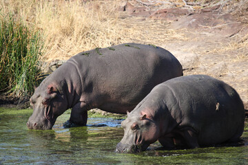 Flußpferd im Sweni River / Hippopotamus in Sweni River / Hippopotamus amphibius