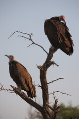 Kappengeier / Hooded vulture / Necrosyrtes monachus.