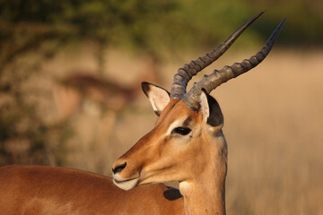 Fototapeta premium Schwarzfersenantilope / Impala / Aepyceros melampus