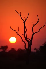 Crédence de cuisine en verre imprimé Rouge Sonnenaufgang - Krüger Park - Südafrika / Sunrise - Kruger Park - South Africa /