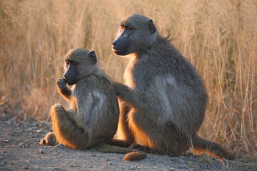 Bärenpavian / Chacma baboon / Papio ursinus