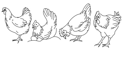 Fototapeta premium Set of cute chicken hen doodle. Hand drawn illustration on white background.