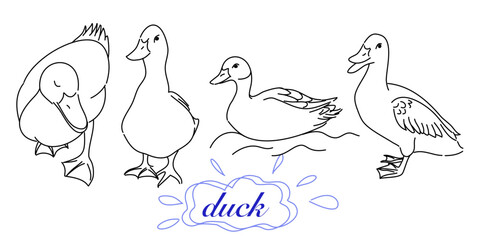 Hand-Drawn doodle of a duck in Various Poses, Rendered in Doodle-Style Drawing with Freehand Sketching