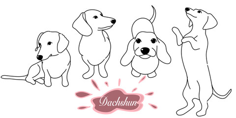 dachshund doodle illustration,dog poses,dog breed,dachshund in action