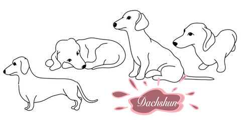 Cute dachshund dog doodle collection in different poses in free hand drawing vector illustration style.