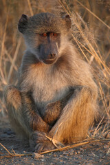 Bärenpavian / Chacma baboon / Papio ursinus