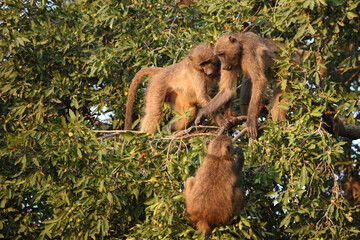 Bärenpavian / Chacma baboon / Papio ursinus..