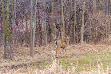 White-tailed Deer Fawn In The Woods In Spring