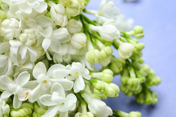 Blooming lilac flowers on blue background