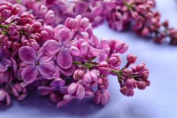 Fototapeta na wymiar Blooming lilac flowers on blue background