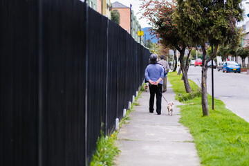 Fototapeta na wymiar Grandparents couple walk their little dogs around the neighborhood at noon