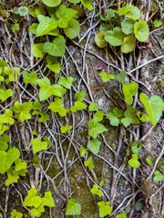 Wall covered by the creeper Hera