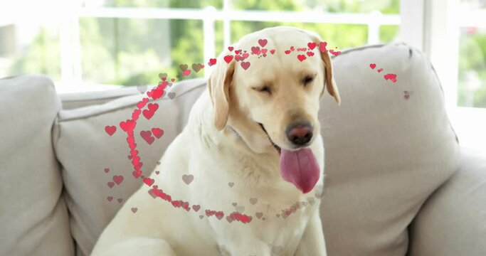 Animation of hearts over pet dog sitting on sofa