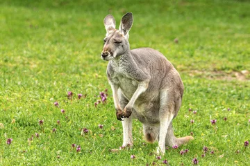 Poster Portrait of a kangaroo on a meadow in spring outdoors © Annabell Gsödl