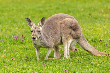 Naklejka na ściany i meble Portrait of a kangaroo on a meadow in spring outdoors