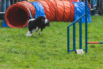 Dog running on green grass field, passing through obstacles, tube, fence and poles during agility...