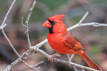 Cardinal on a branch